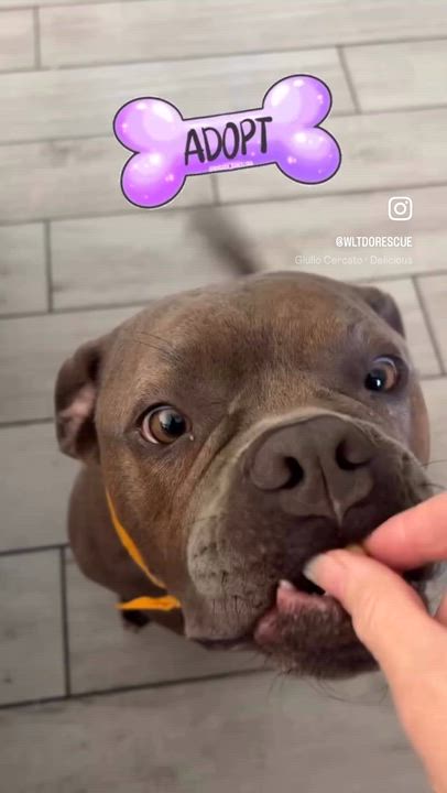 Enlarge Adopt me! I'm Franki  , a ADOPTABLE mixed breed in encinitas, CA video 3/6