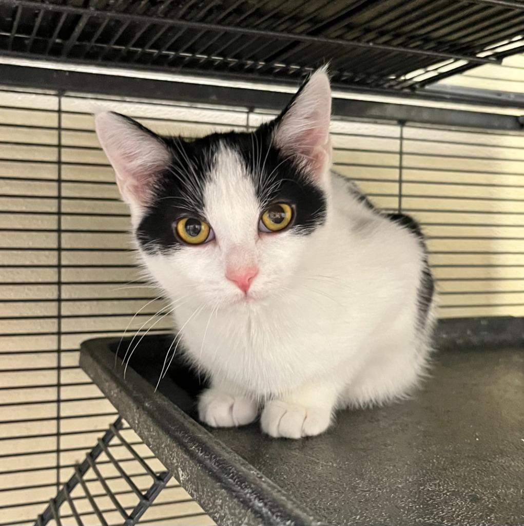 Rapunzel, Adoptable, Kitten Female Domestic Short Hair.