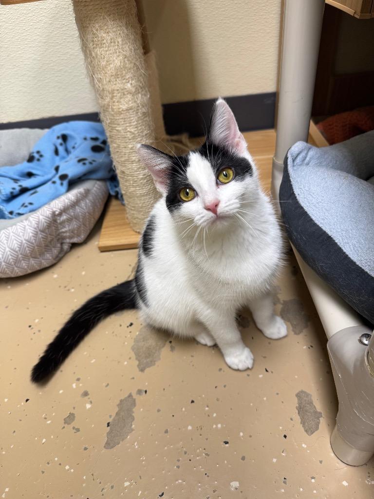 Enlarge Rapunzel, a Adoptable mixed breed in Shorewood, IL image 2/2