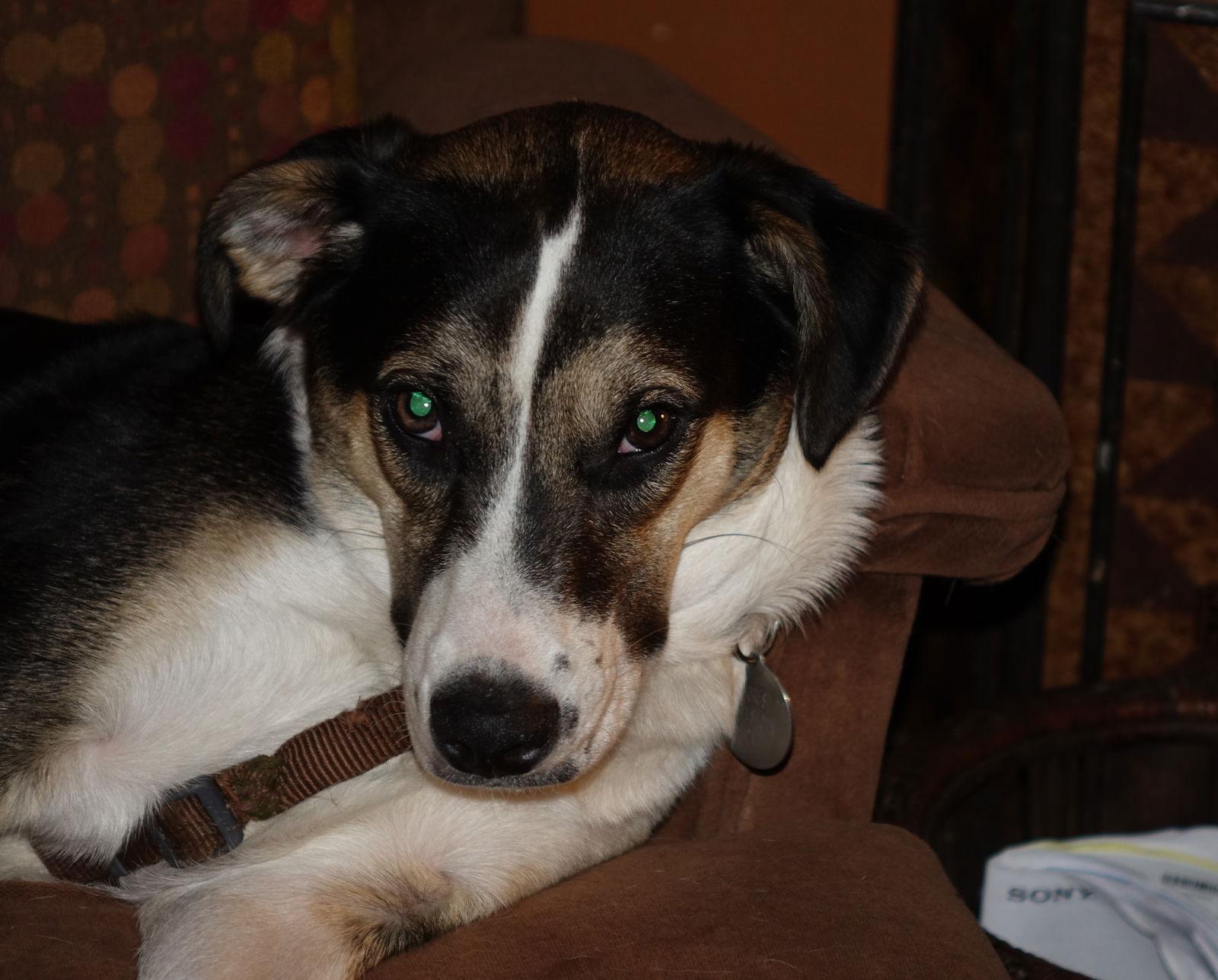 Enlarge Holly, a Adoptable mixed breed in Doylestown, PA image 1/3