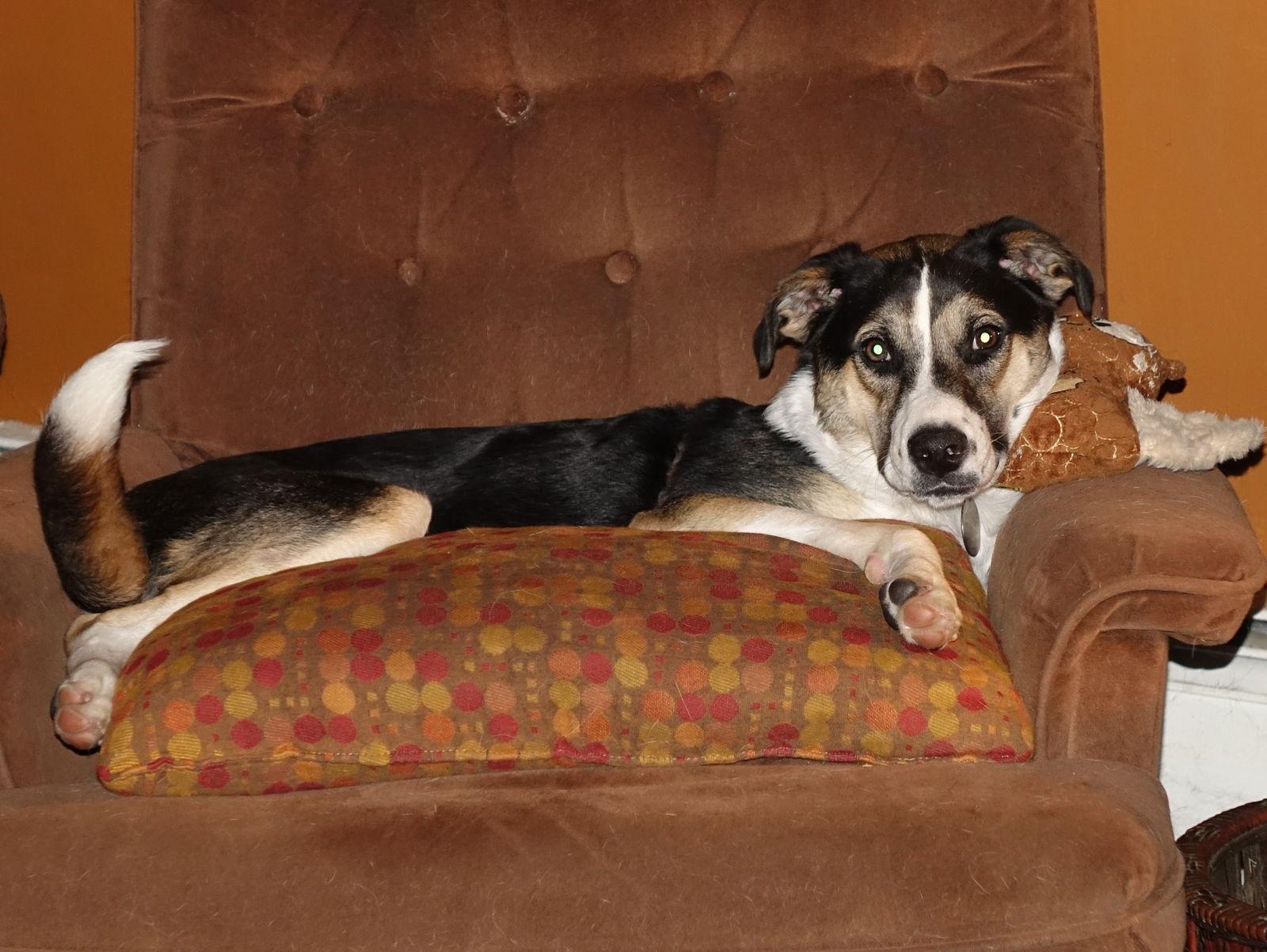 Enlarge Holly, a Adoptable mixed breed in Doylestown, PA image 2/3