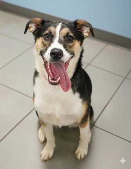 Enlarge Holly, a Adoptable mixed breed in Doylestown, PA image 3/3