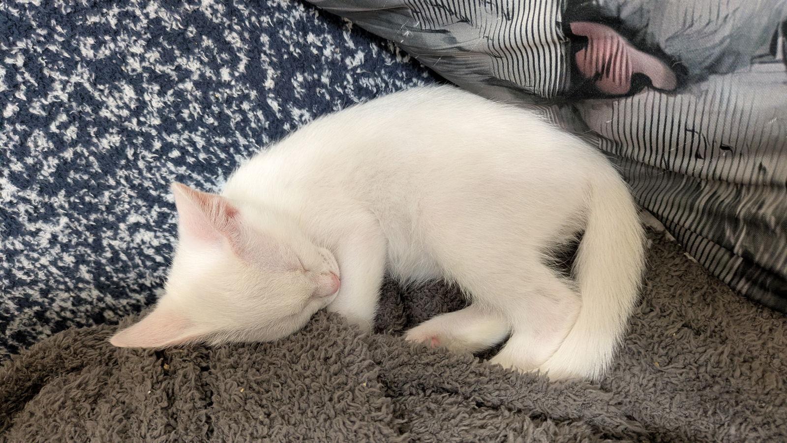 Enlarge Bruce, a Adoptable Domestic Short Hair in Orlando, FL image 1/2