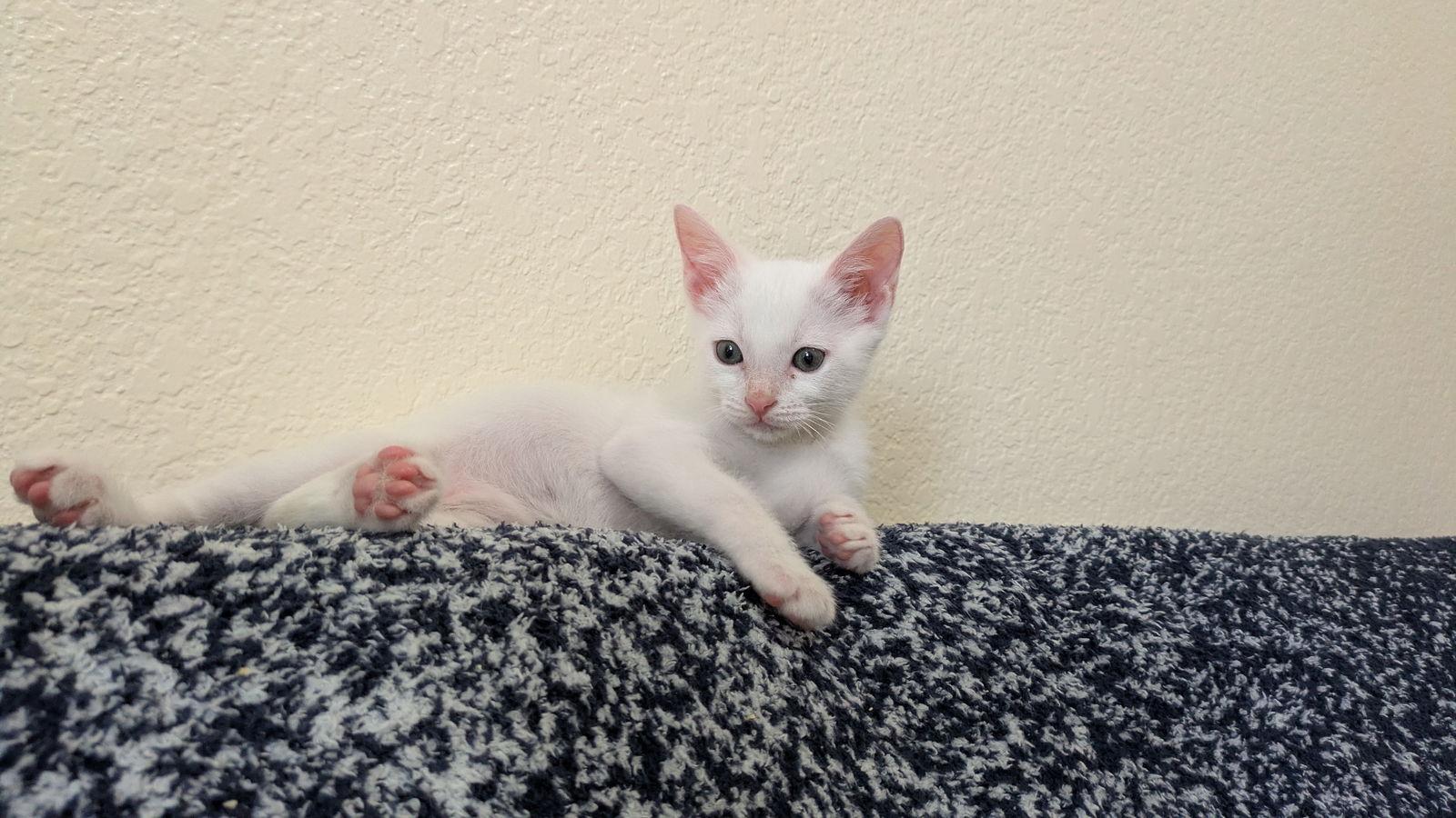 Enlarge Bruce, a Adoptable Domestic Short Hair in Orlando, FL image 2/2