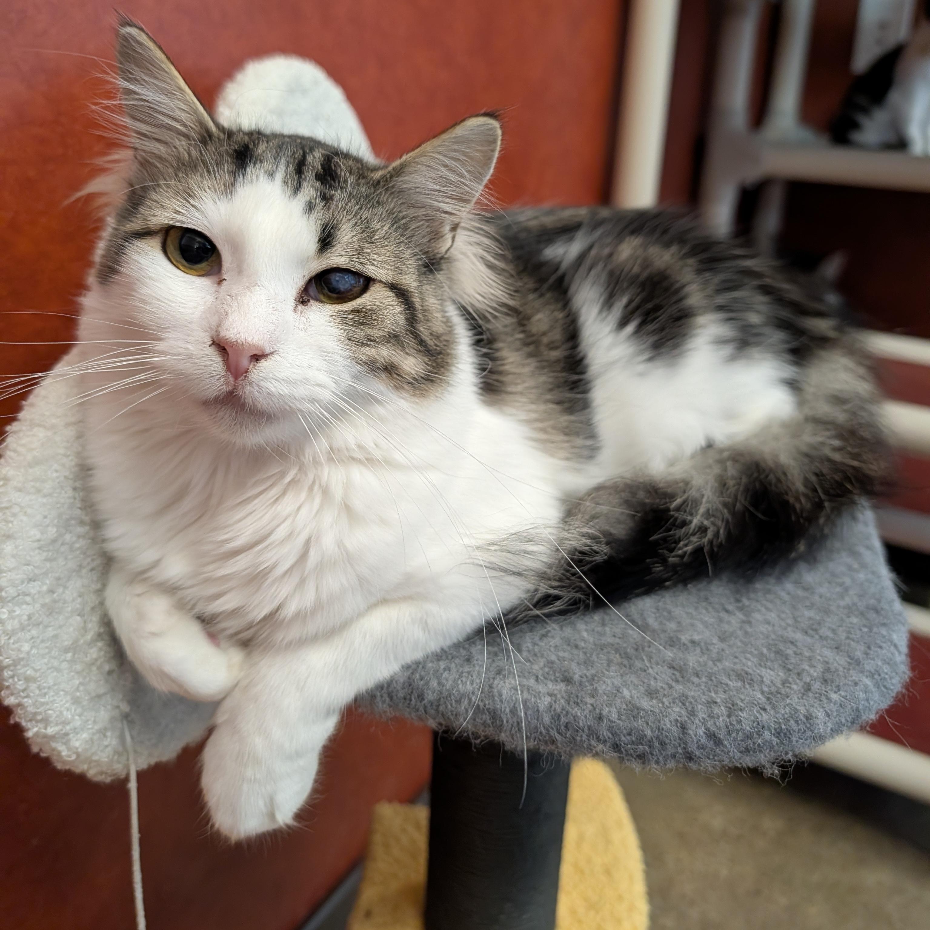 Enlarge Cosmo, a Adoptable Domestic Medium Hair in Rochester, MN image 1/2