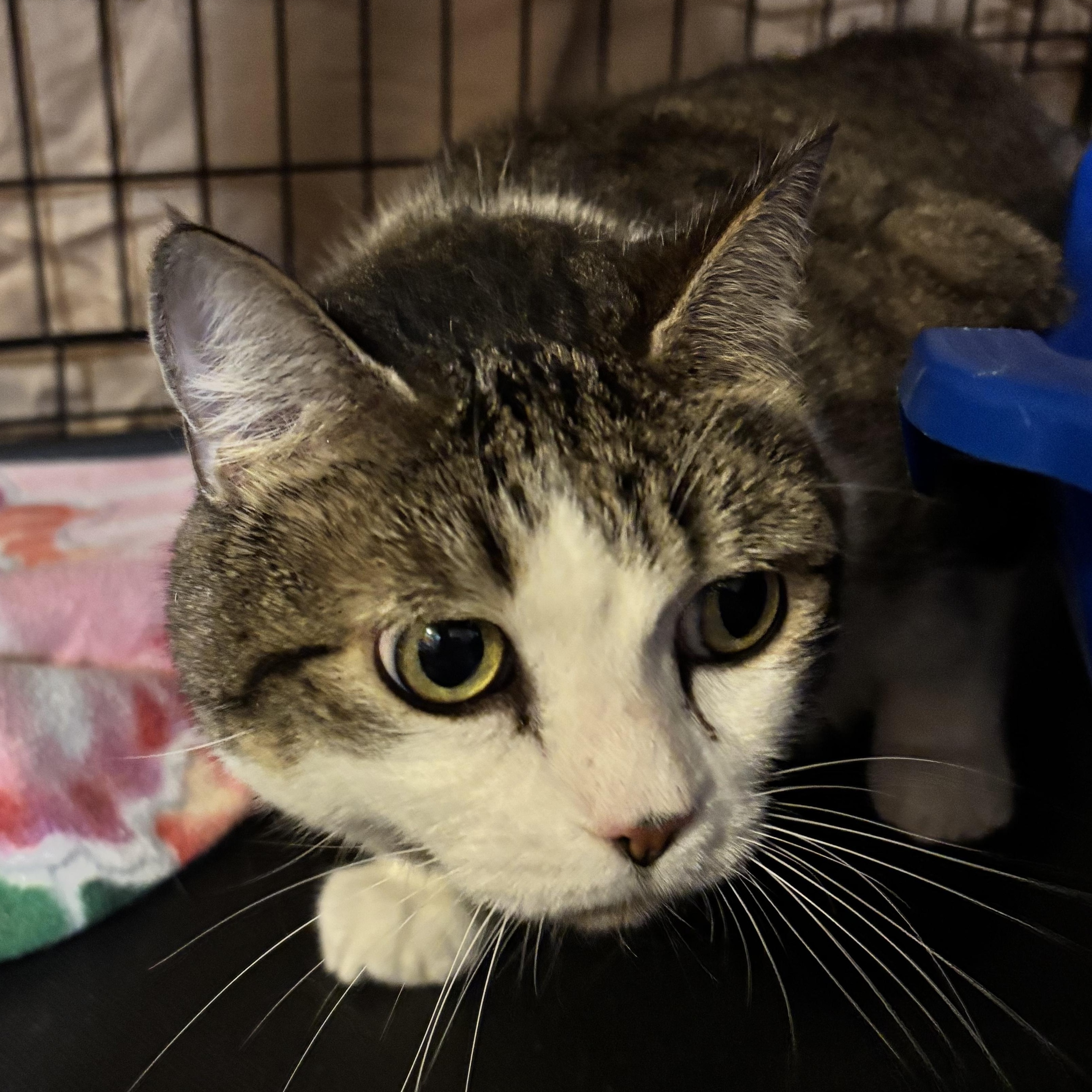 Soffit, Adoptable, Adult Male Domestic Short Hair.