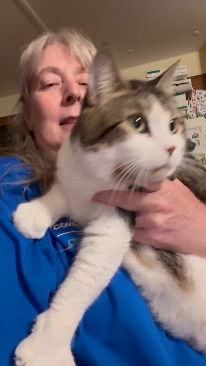 Enlarge Soffit, a Adoptable Domestic Short Hair in Fair Haven, VT video 2/3
