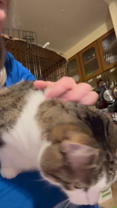Enlarge Soffit, a Adoptable Domestic Short Hair in Fair Haven, VT video 3/3