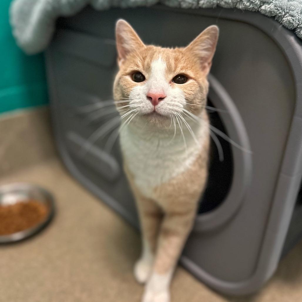 Mel, Adoptable, Young Male Domestic Short Hair.