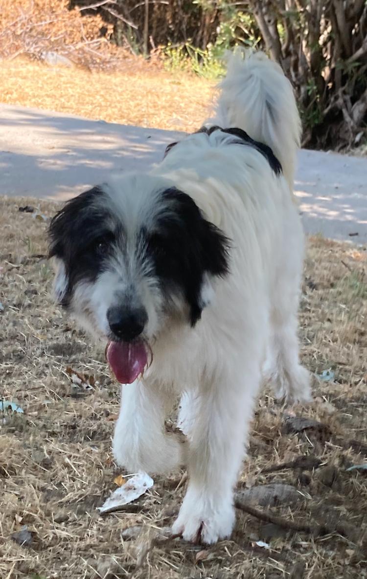 Enlarge SPOT, a Adoptable mixed breed in San Bernardino, CA image 2/2