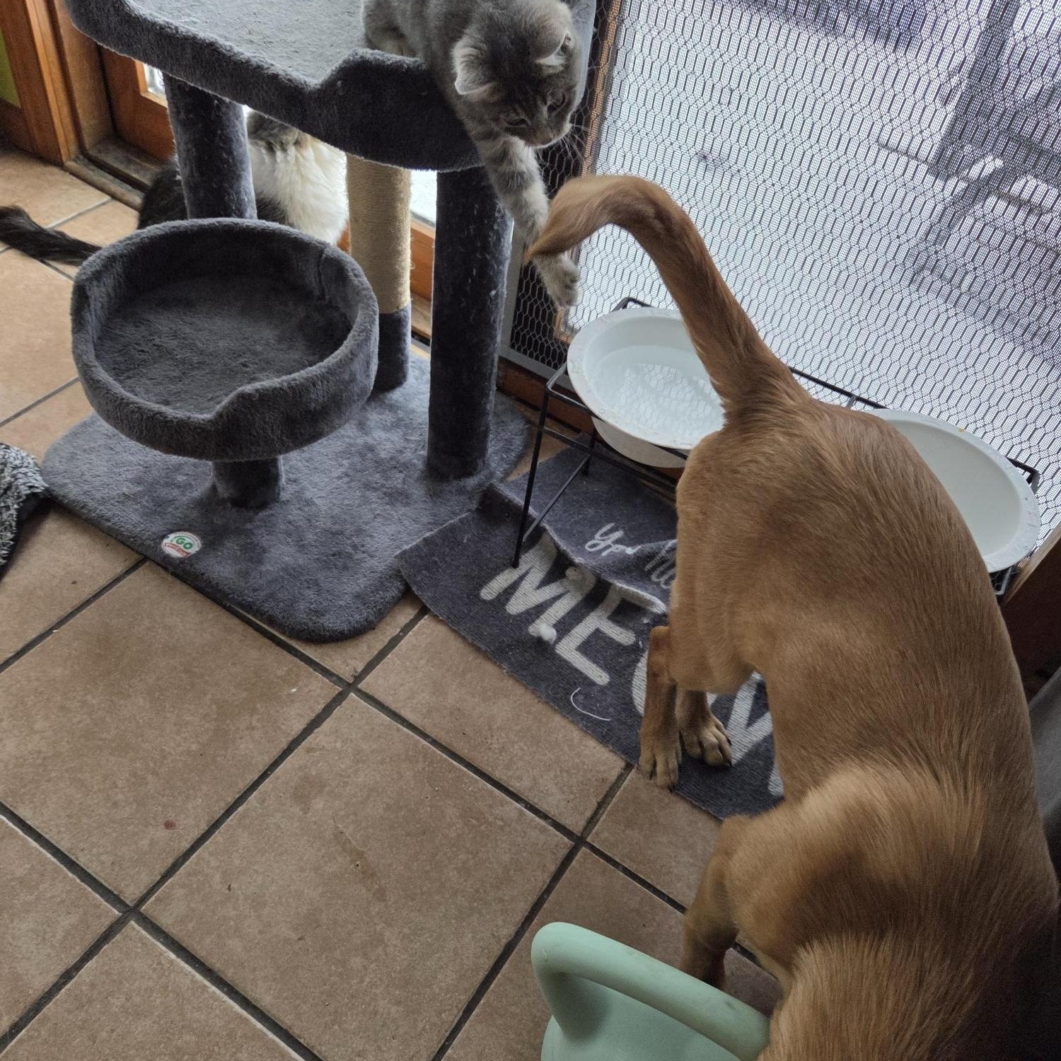 Max, an adopted Domestic Short Hair in Racine, WI image 3/4