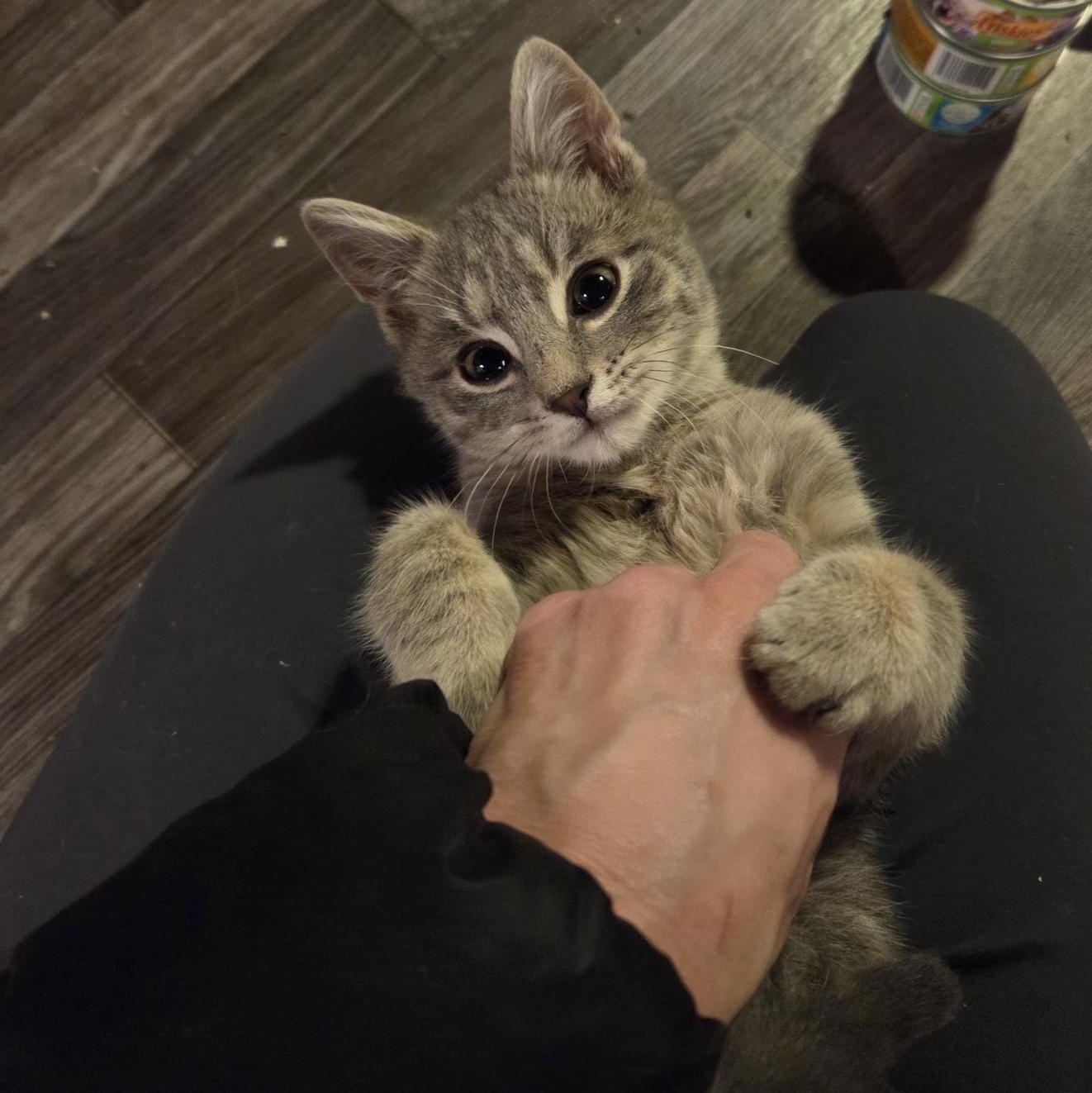 Max, an adopted Domestic Short Hair in Racine, WI image 2/4