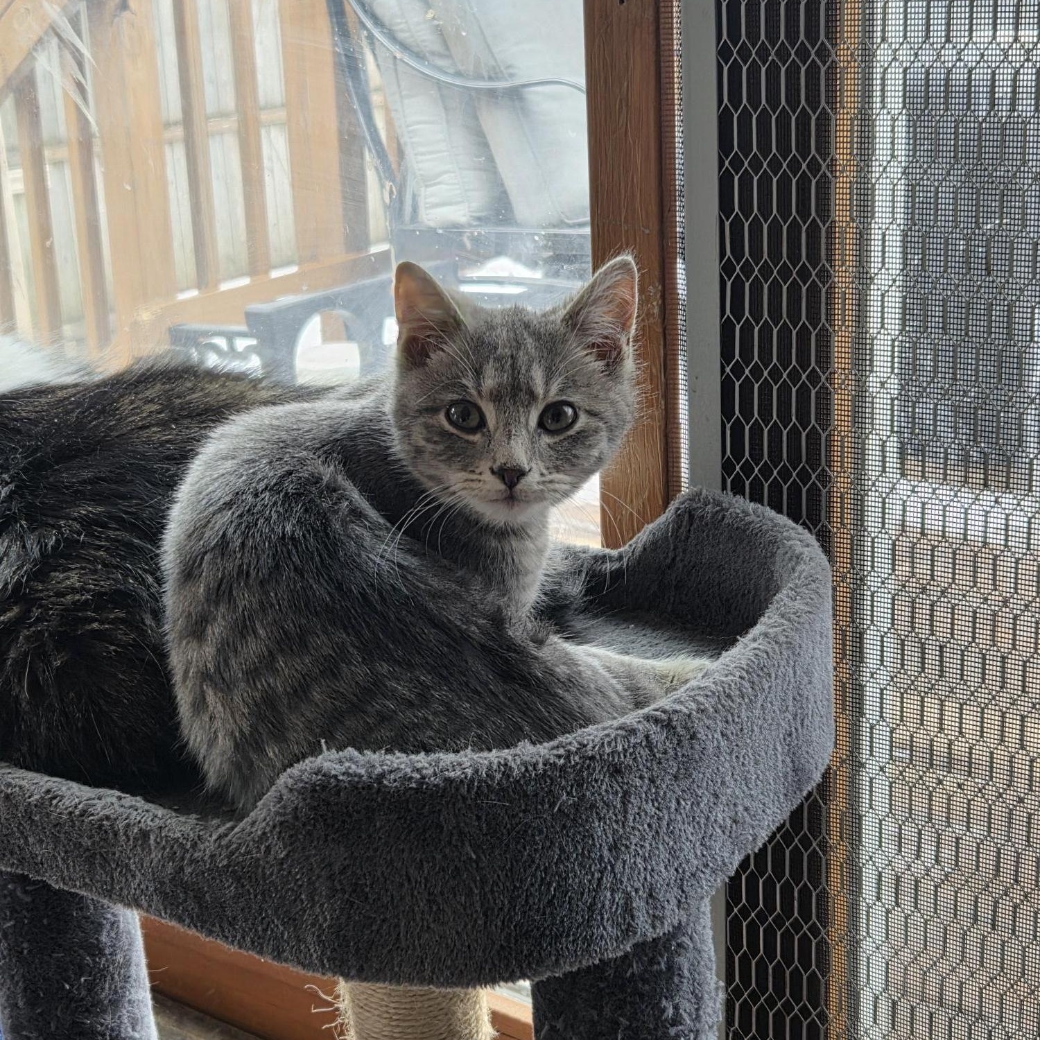 Max, adopted, Kitten Male Domestic Short Hair.