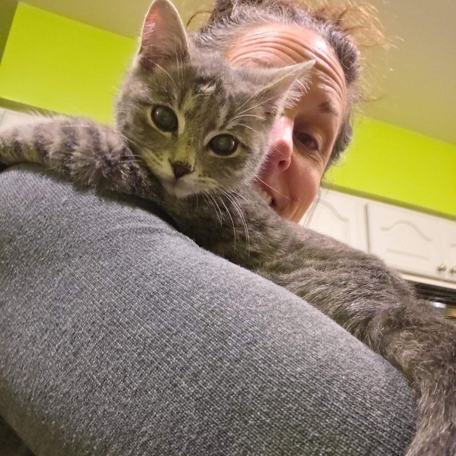 Max, an adopted Domestic Short Hair in Racine, WI image 4/4