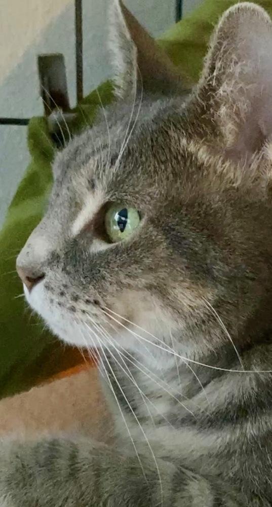 Max, Adoptable, Adult Female Tabby.