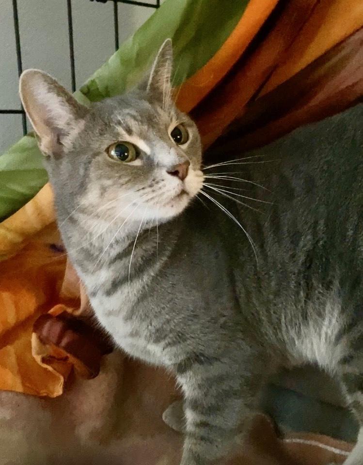 Max, Adoptable, Adult Female Tabby.