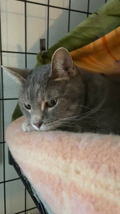 Enlarge Max, a Adoptable mixed breed in los angeles, CA video 3/3