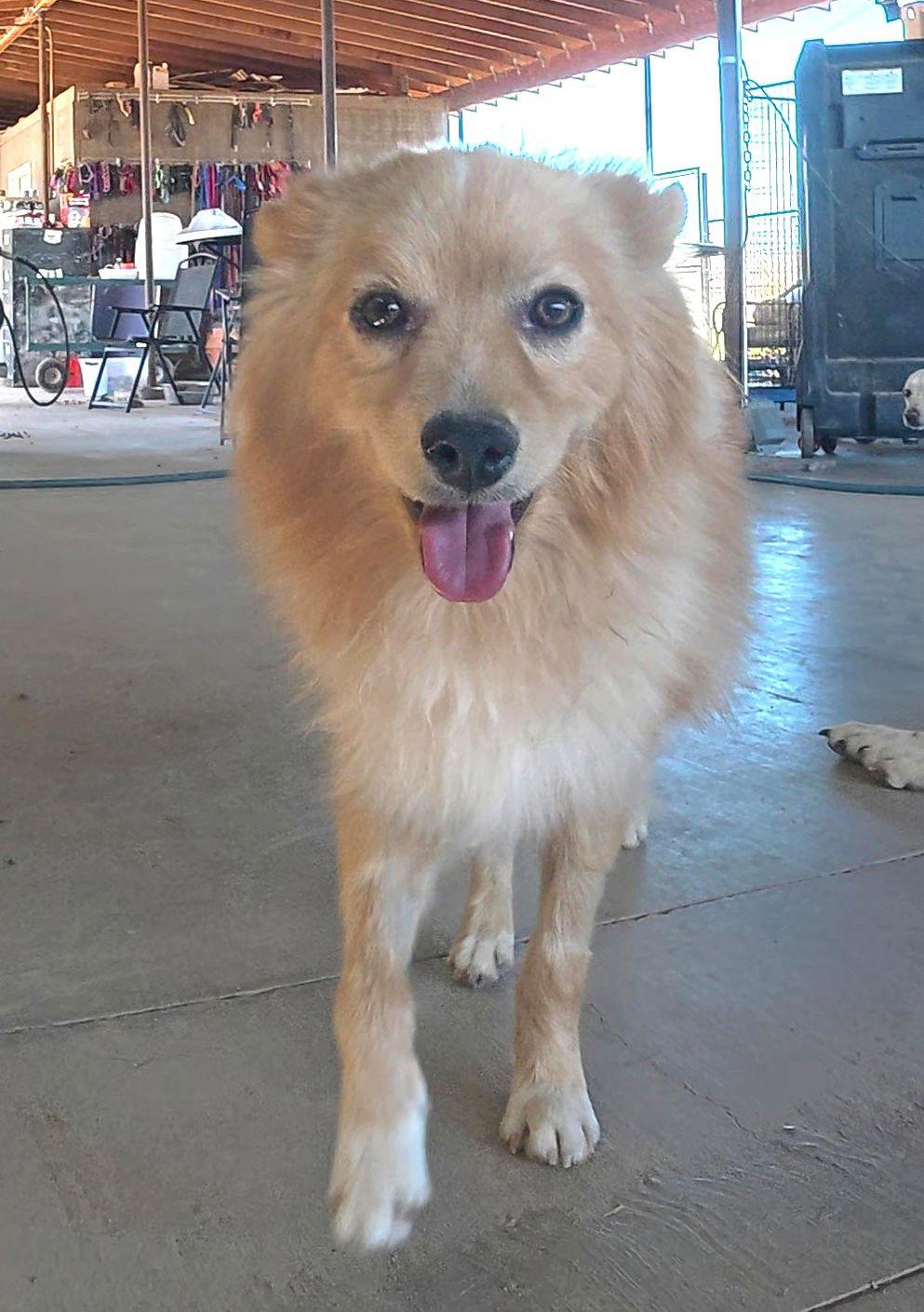 Foxy, a Adopted Pomeranian in Queen Creek, AZ image 1/3