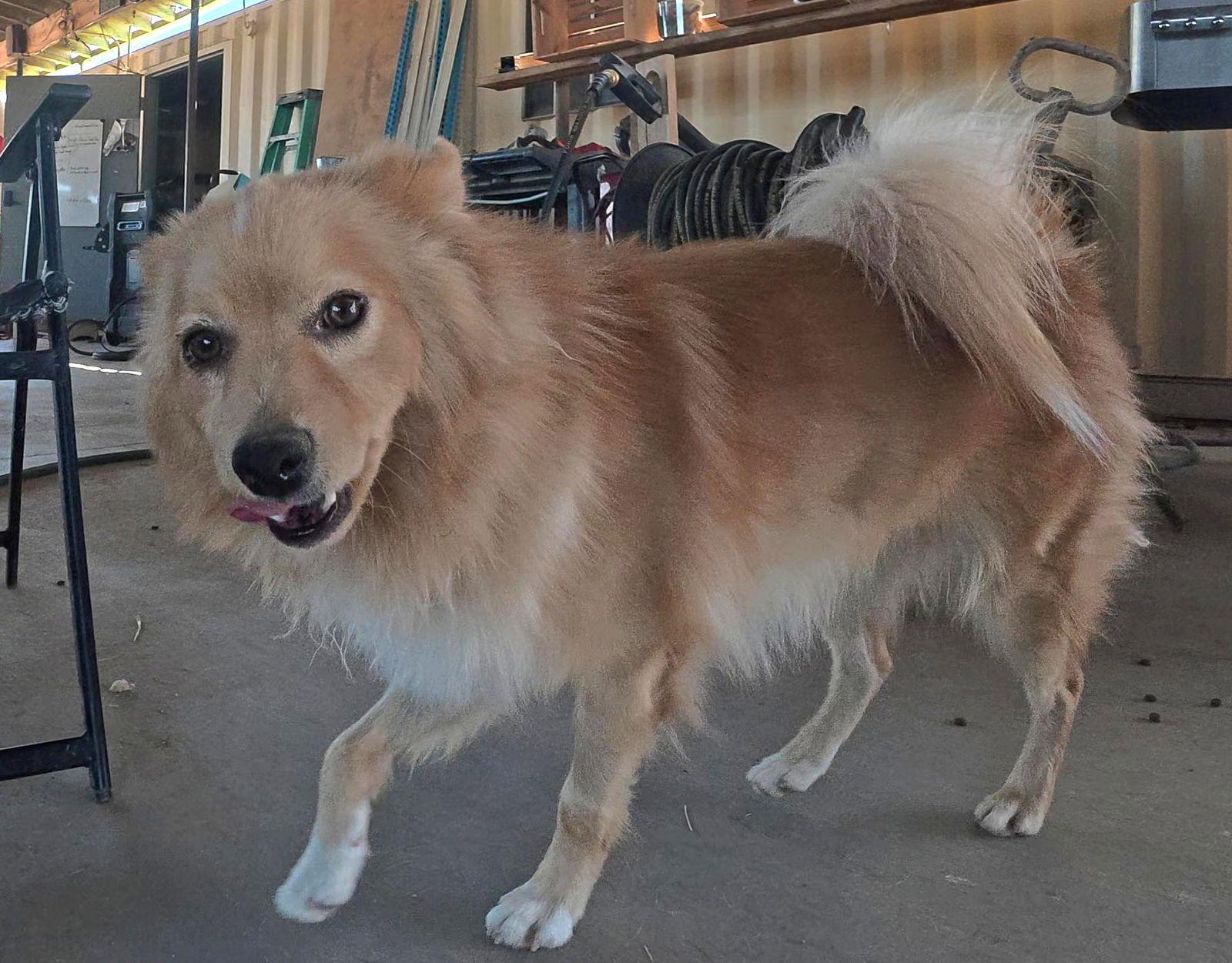 Foxy, a Adopted Pomeranian in Queen Creek, AZ image 2/3