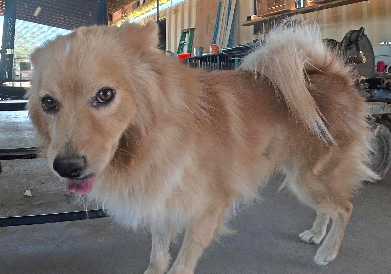 Foxy, a Adopted Pomeranian in Queen Creek, AZ image 3/3