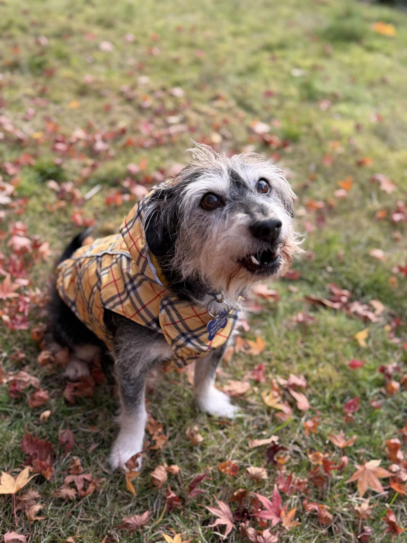 Jax, a Adoptable Terrier in Portland, OR image 3/3