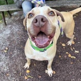 Enlarge Wiggles, a Adoptable mixed breed in Philadelphia, PA image 1/4