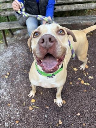 Wiggles, a Adoptable mixed breed in Philadelphia, PA image 1/4