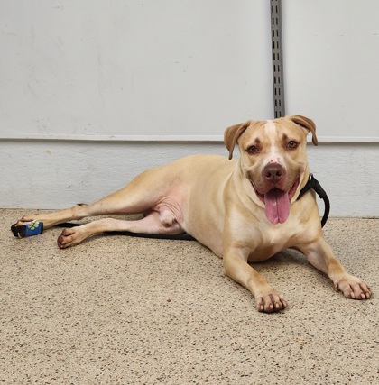 Wiggles, a Adoptable mixed breed in Philadelphia, PA image 4/4