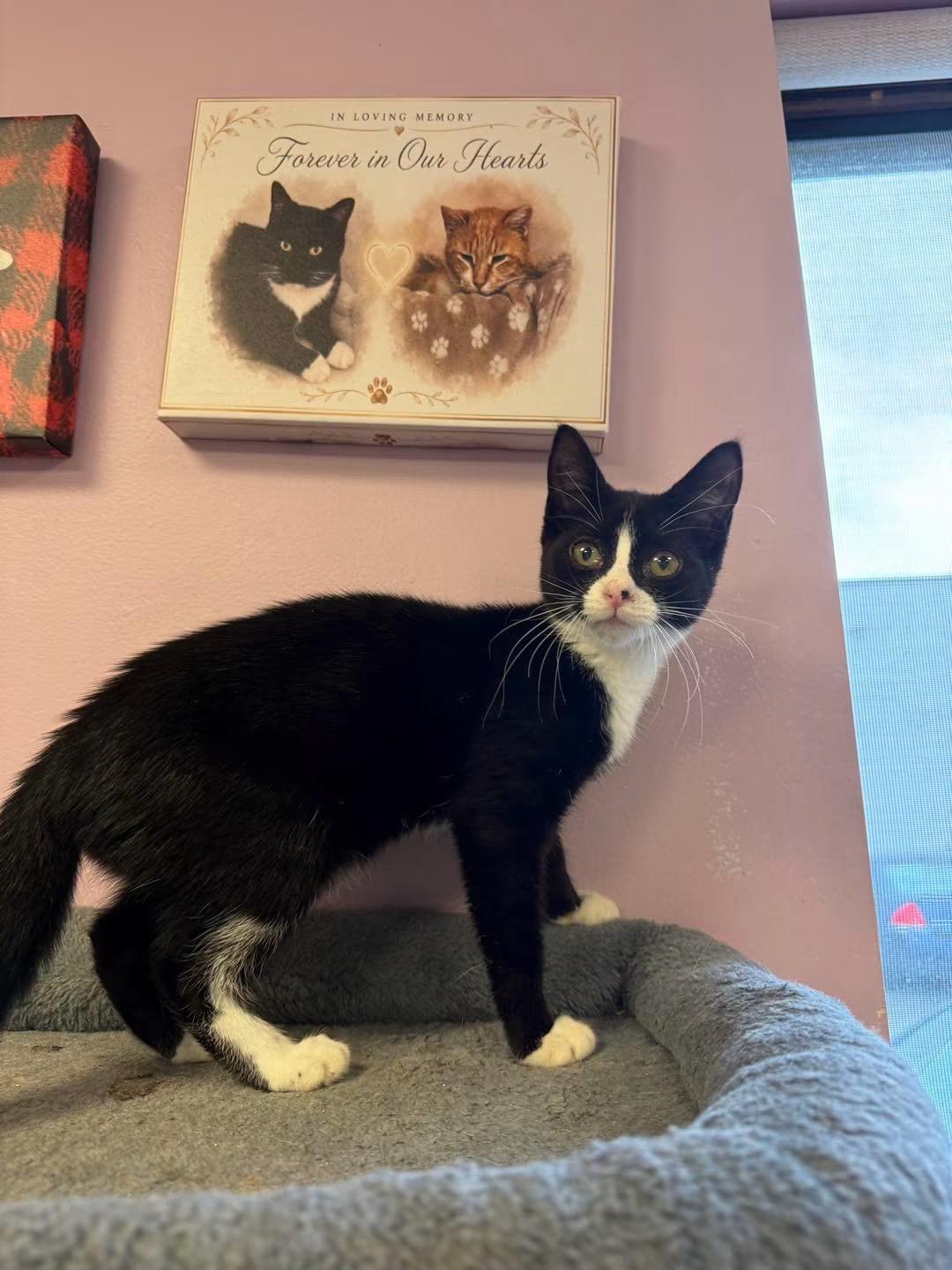 Melanie, Adopted, Young Female Domestic Short Hair.