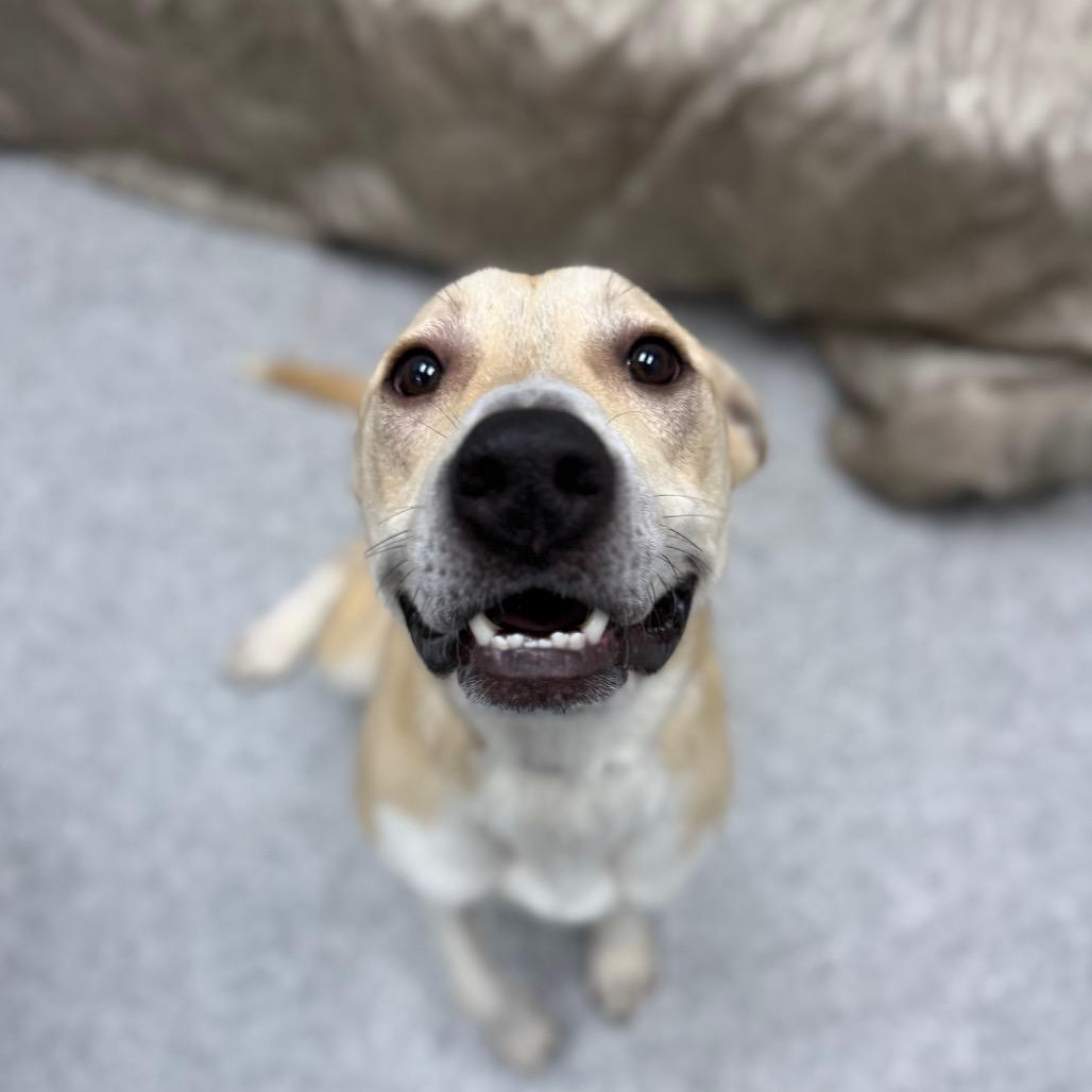 Enlarge Corncob, a ADOPTABLE mixed breed in Monticello, IA image 4/6