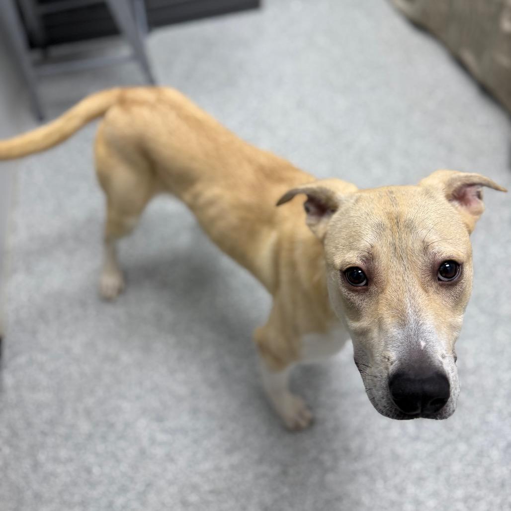 Enlarge Corncob, a ADOPTABLE mixed breed in Monticello, IA image 2/6