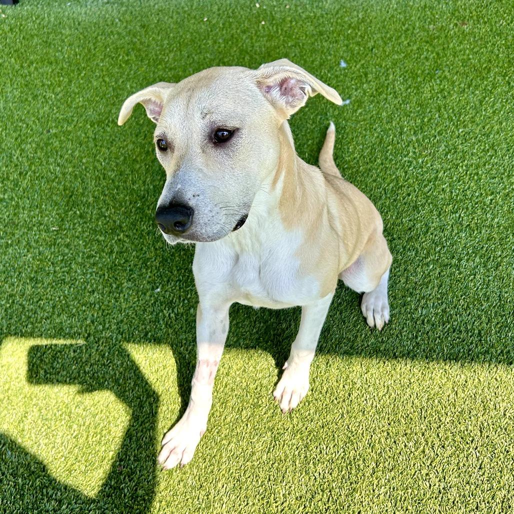 Corncob, ADOPTABLE, Young Female Yellow Labrador Retriever & Mixed Breed.