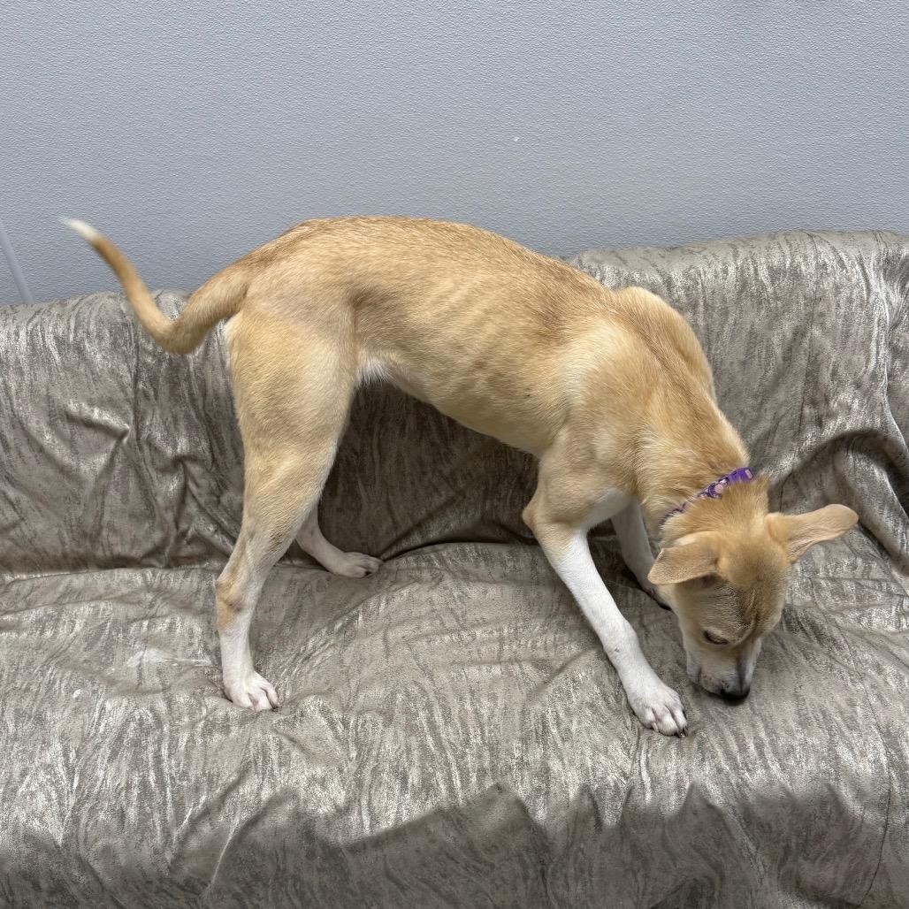 Enlarge Corncob, a ADOPTABLE mixed breed in Monticello, IA image 6/6