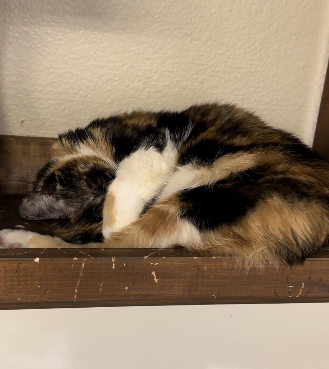 Enlarge Cher, a Adoptable Calico in Jackson, CA image 3/4