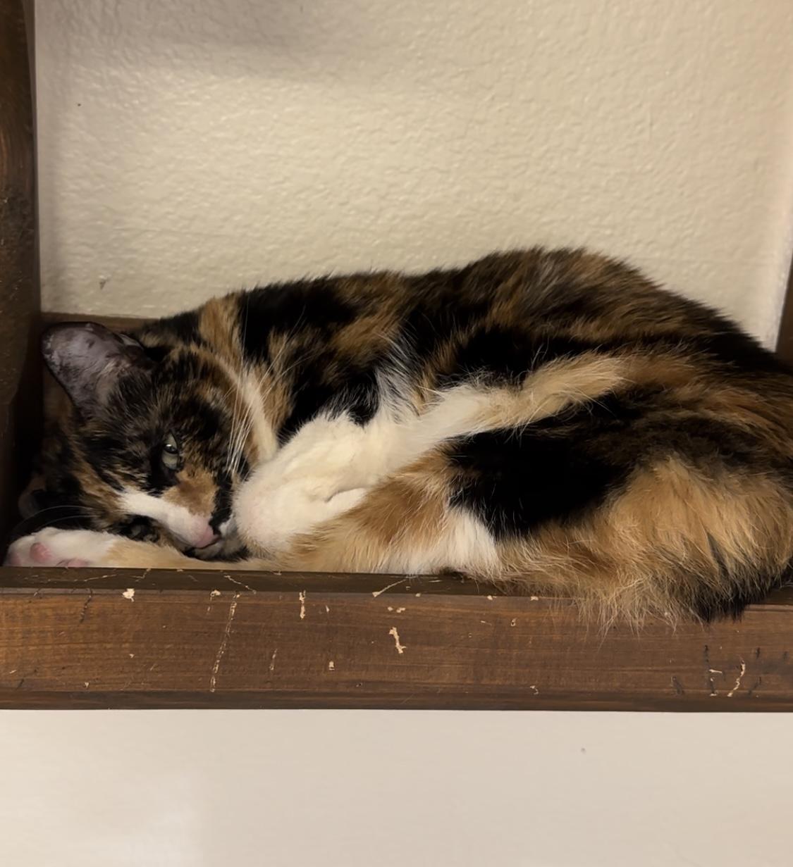 Enlarge Cher, a Adoptable Calico in Jackson, CA image 4/4