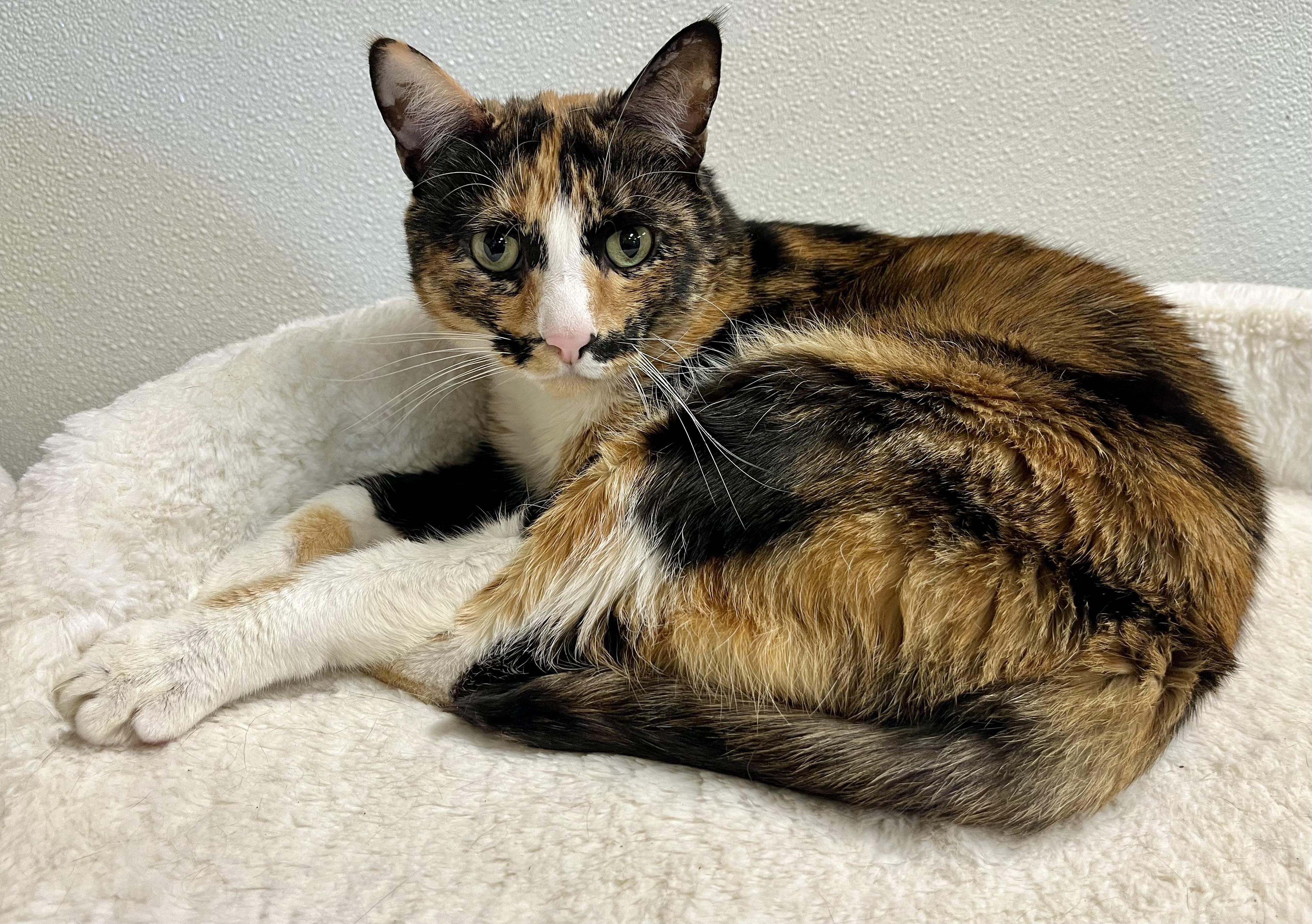 Enlarge Cher, a Adoptable Calico in Jackson, CA image 1/4