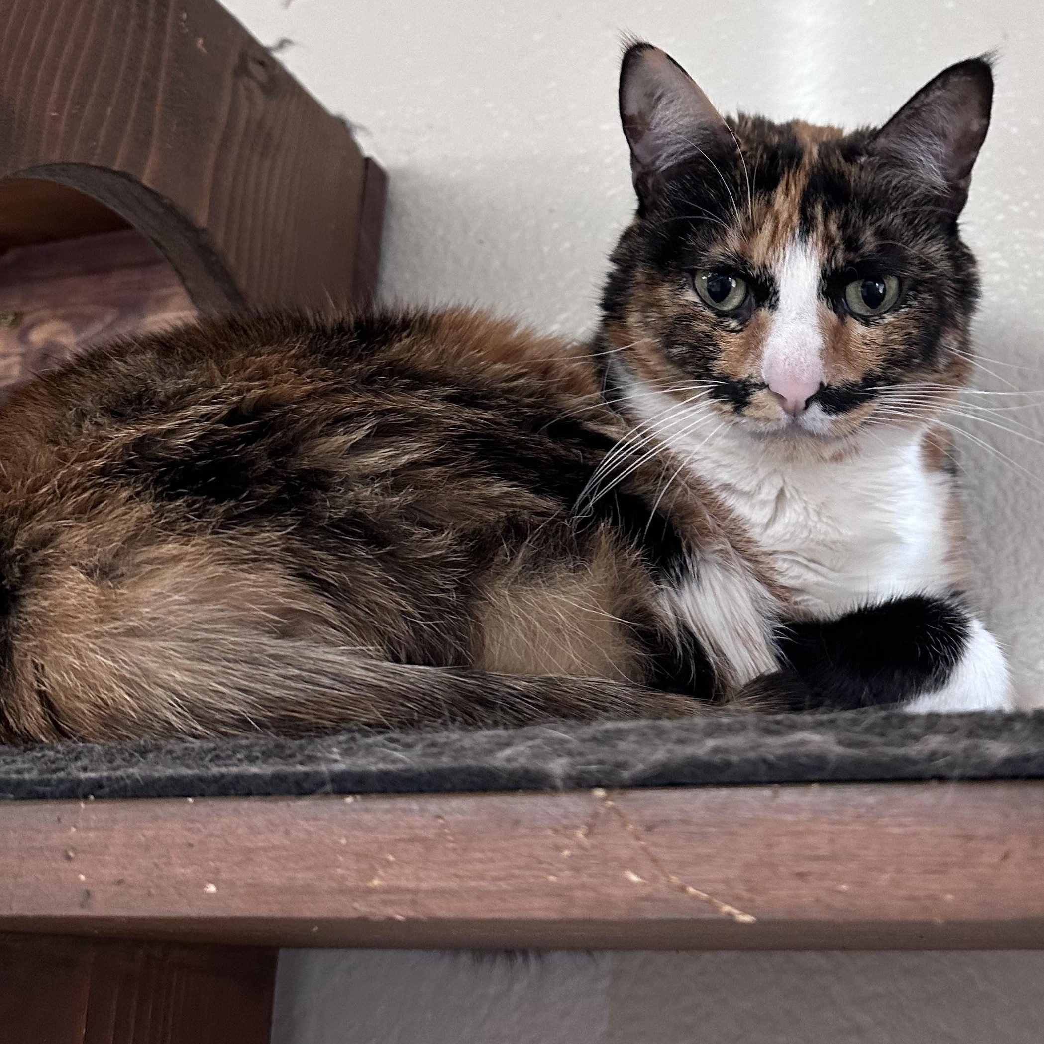 Enlarge Cher, a Adoptable Calico in Jackson, CA image 1/4