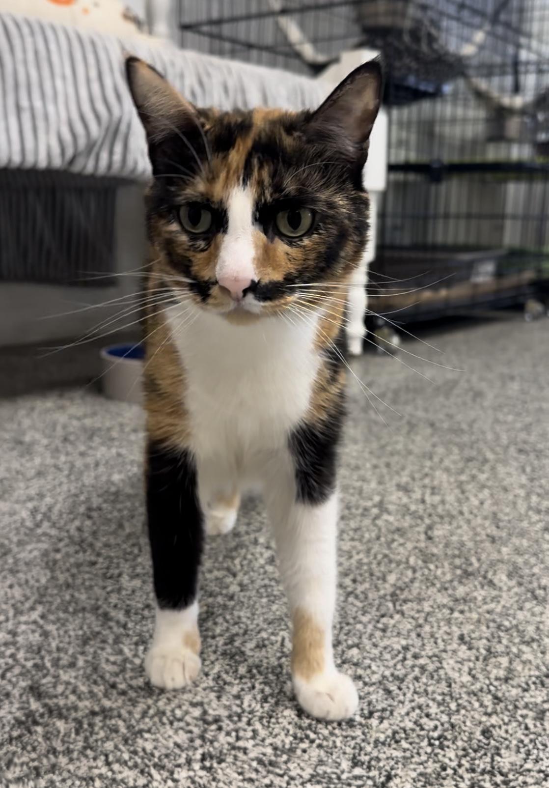 Cher, Adoptable, Adult Female Calico.
