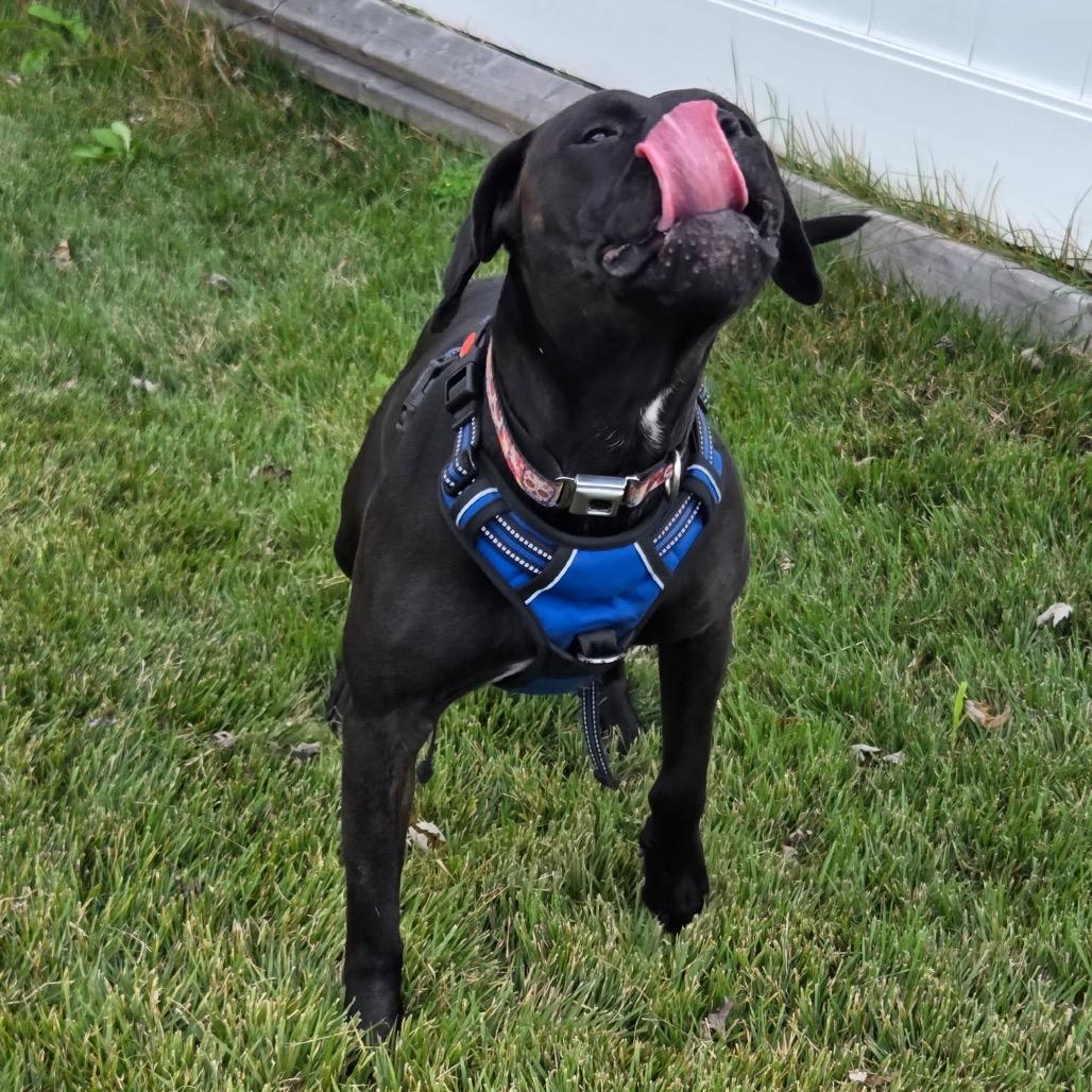 Pepper (Gondola), Adoptable, Young Female Pit Bull Terrier.