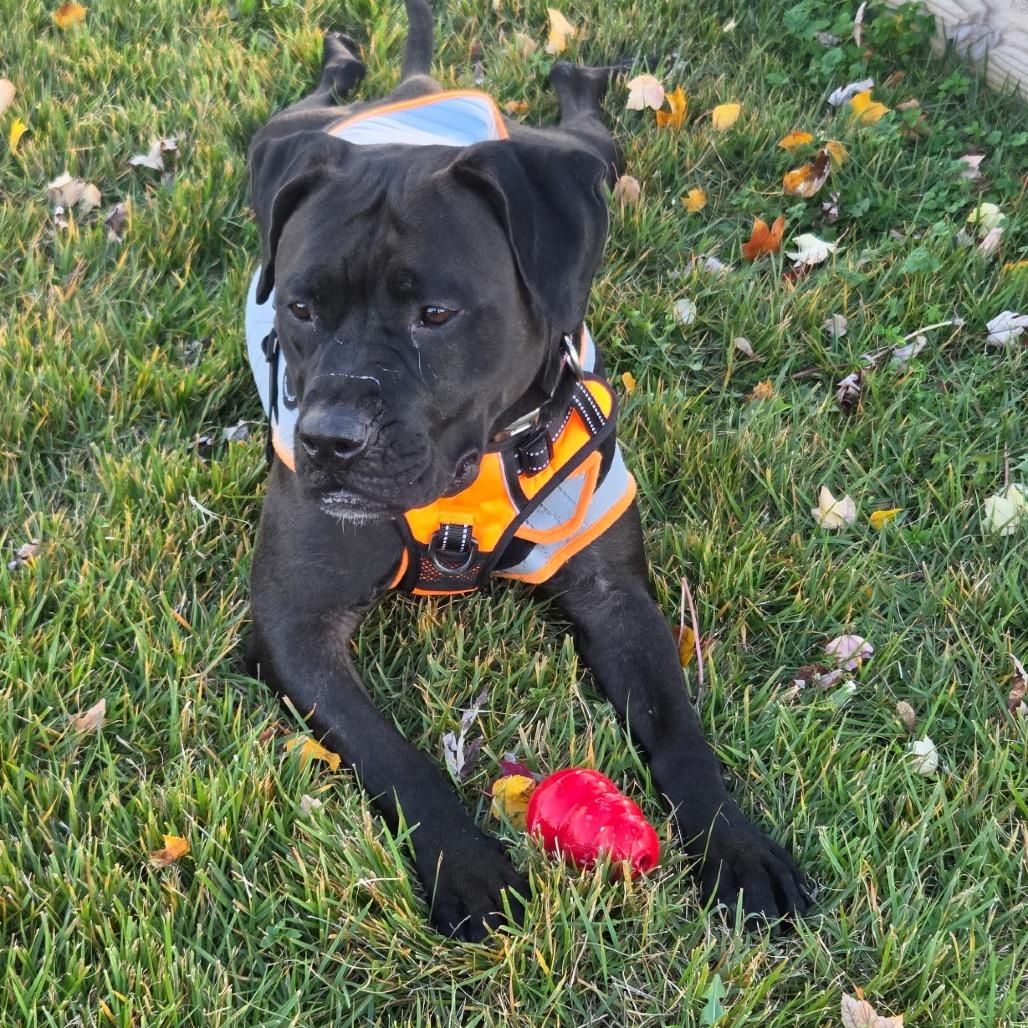 Enlarge Pepper (Gondola), a Adoptable Pit Bull Terrier in Reisterstown, MD image 2/6