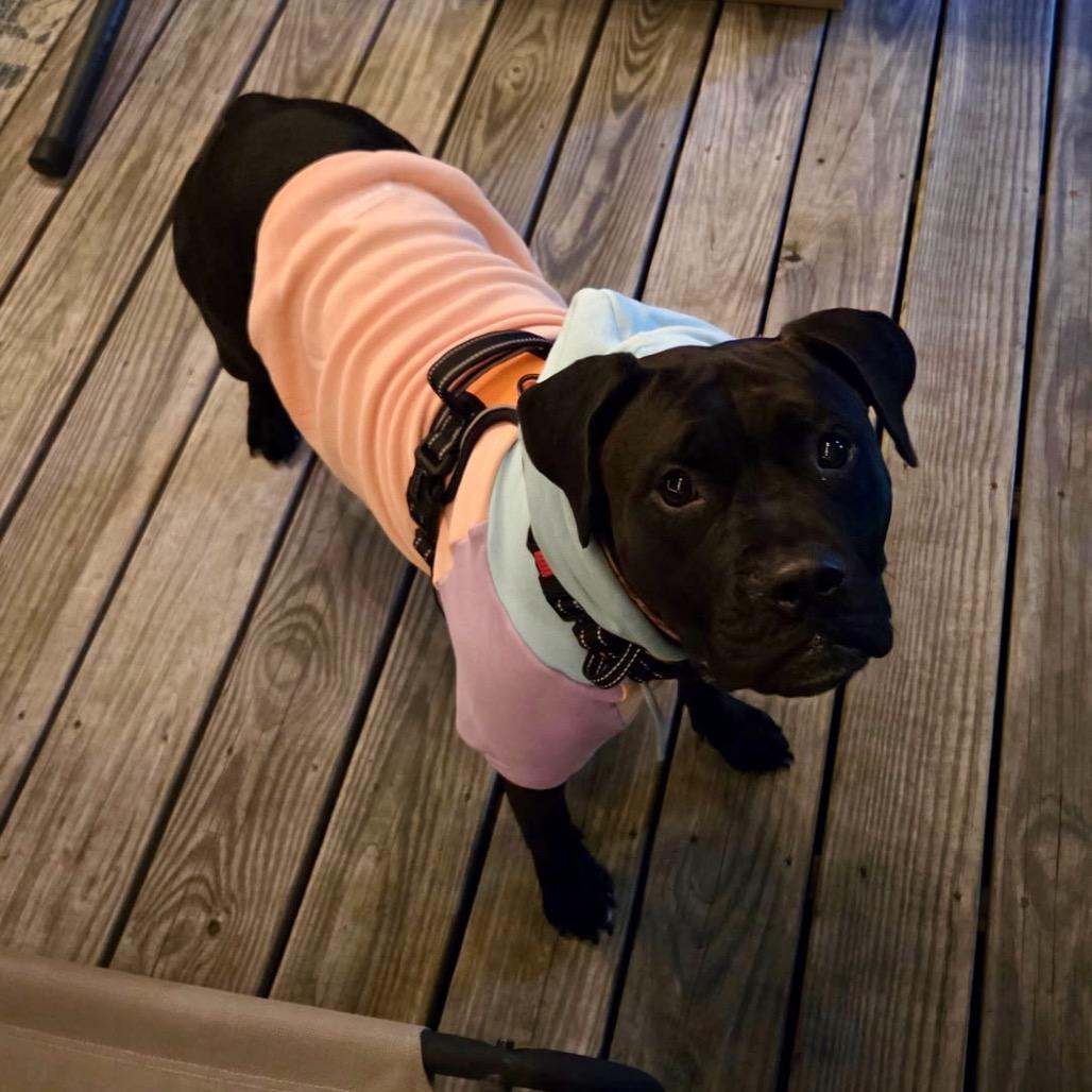 Enlarge Pepper (Gondola), a Adoptable Pit Bull Terrier in Reisterstown, MD image 4/6
