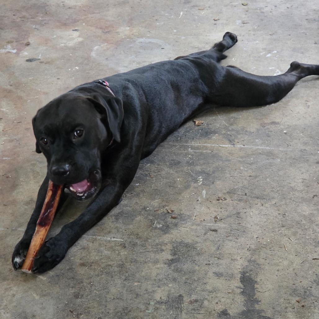 Enlarge Pepper (Gondola), a Adoptable Pit Bull Terrier in Reisterstown, MD image 6/6