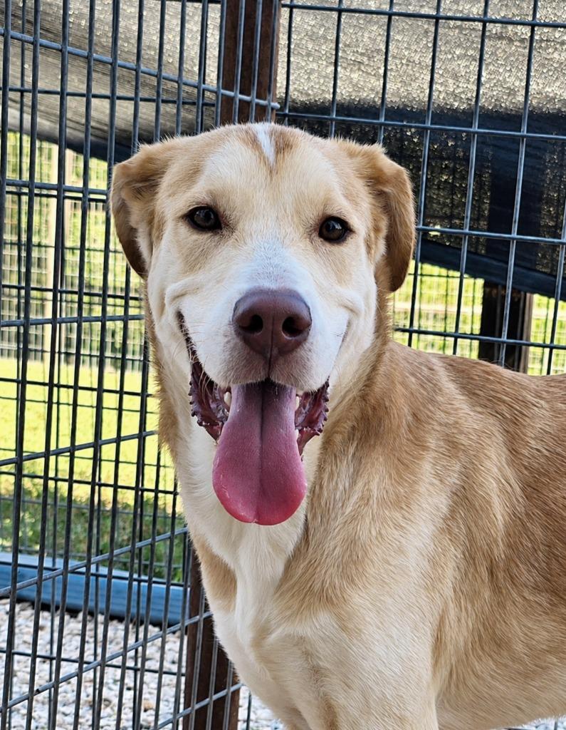 Maverick, Adoptable, Adult Male Shepherd & Labrador Retriever.