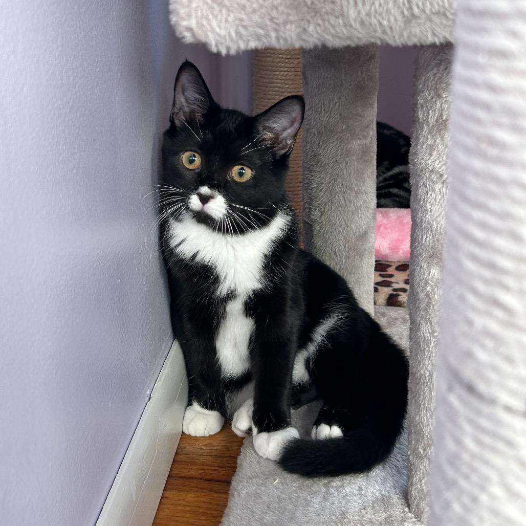 Mango, Adoptable, Kitten Female Domestic Medium Hair.
