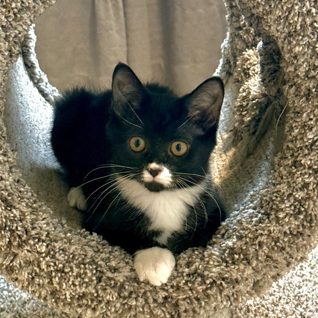 Enlarge Mango, a Adoptable Domestic Medium Hair in Ferndale, MI image 2/6
