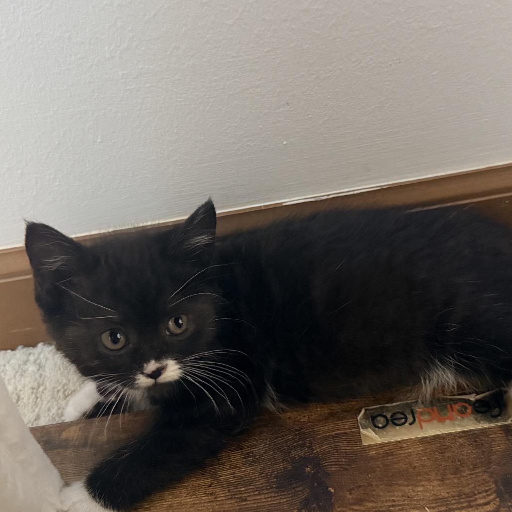 Enlarge Mango, a Adoptable Domestic Medium Hair in Ferndale, MI image 3/6