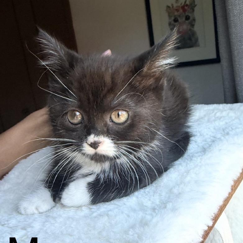 Enlarge Mango, a Adoptable Domestic Medium Hair in Ferndale, MI image 4/6