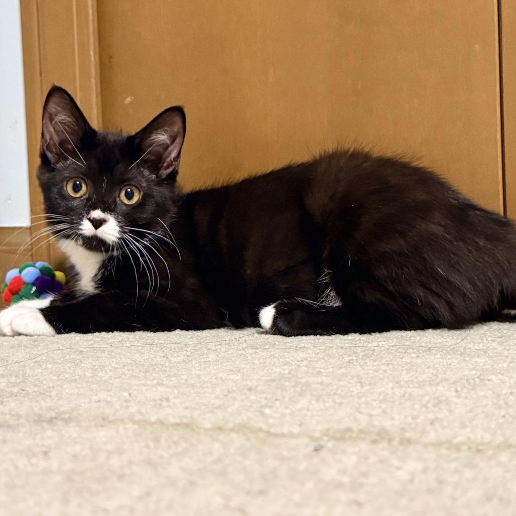 Enlarge Mango, a Adoptable Domestic Medium Hair in Ferndale, MI image 5/6