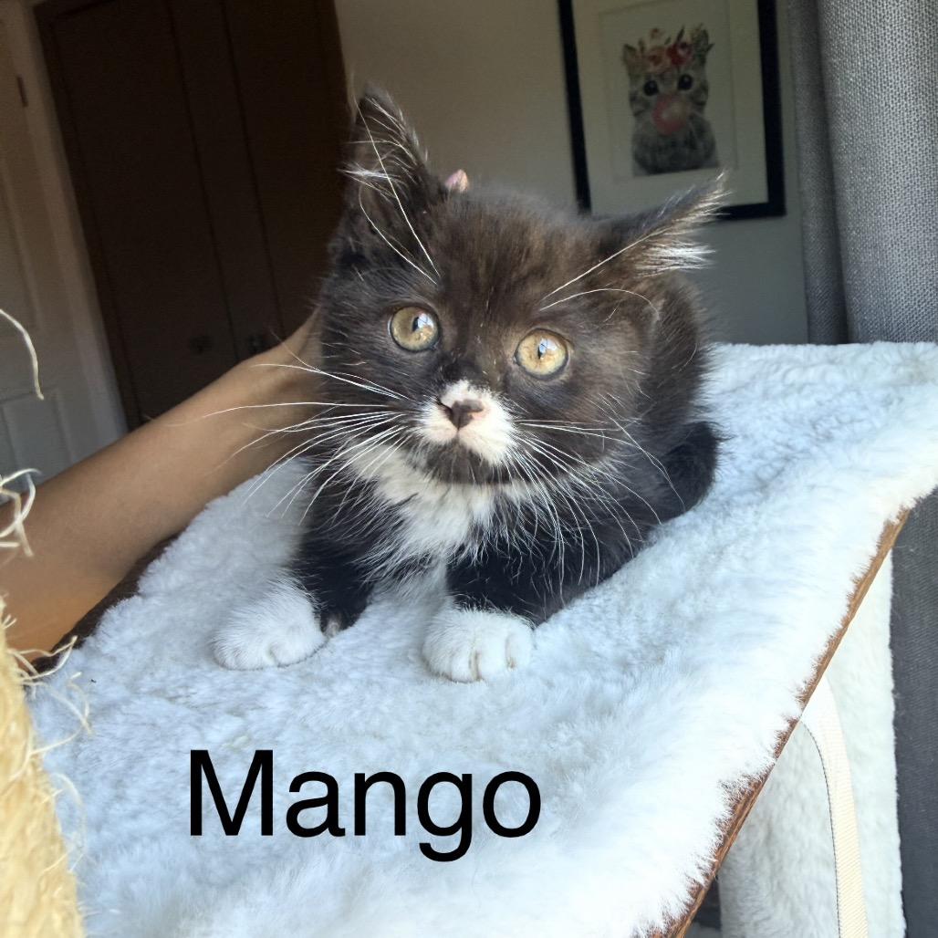 Enlarge Mango, a Adoptable Domestic Medium Hair in Ferndale, MI image 6/6