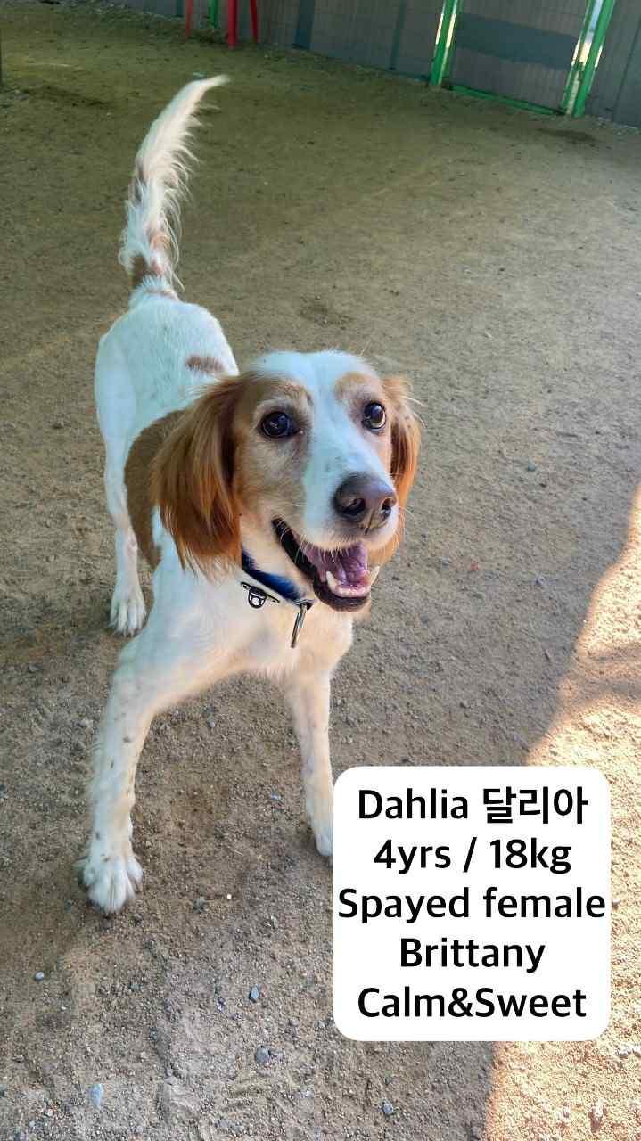 DAHLIA